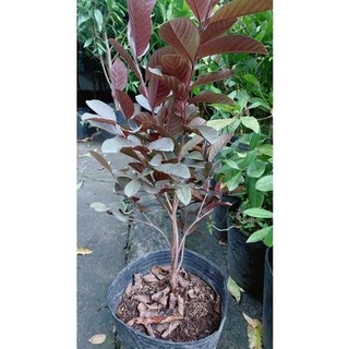 Cây Ổi Tím Cao 1m2-1m4