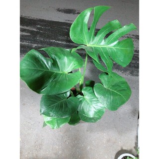 Cây Trầu Bà Lá Rách(trầu bà lá sẻ)