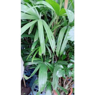 Cây Trúc Mây(Mật Cật) Cao 1m2