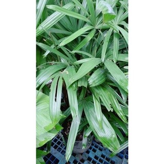 Cây Trúc Mây(Mật Cật) Cao 1m2