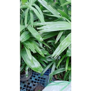 Cây Trúc Mây(Mật Cật) Cao 1m2