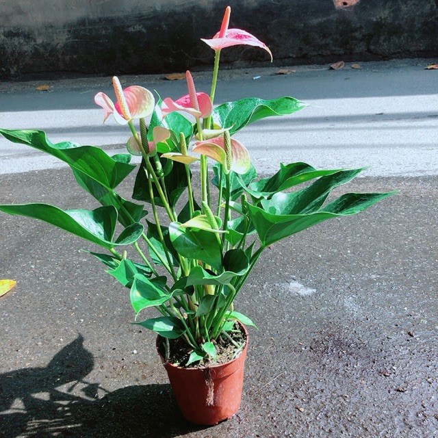 Cây Hồng Môn Size Lớn