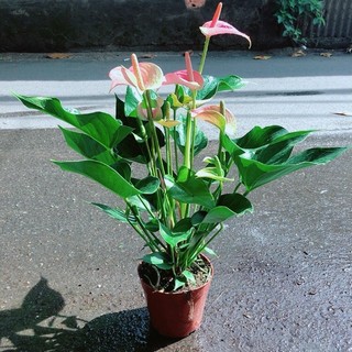 Cây Hồng Môn Size Lớn