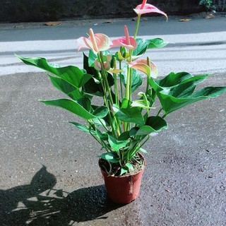 Cây Hồng Môn Size Lớn
