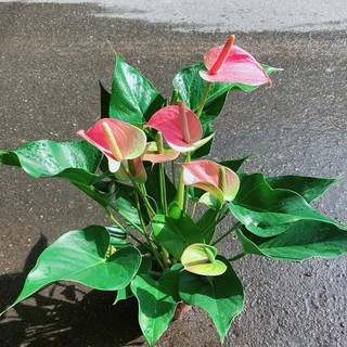 Cây Hồng Môn Size Lớn
