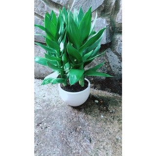 Chậu Cây Phát Tài