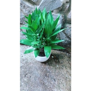 Chậu Cây Phát Tài