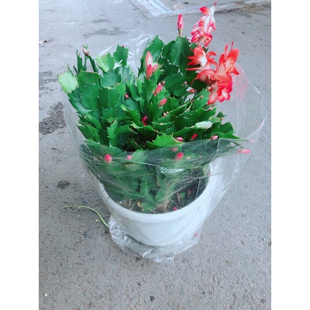 Hoa Tiểu Quỳnh