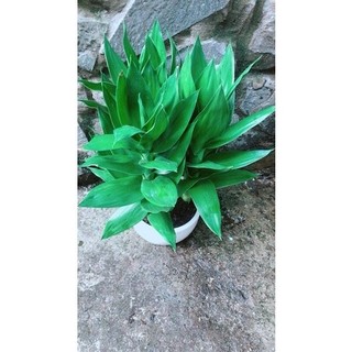Chậu Cây Phát Tài