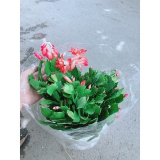Hoa Tiểu Quỳnh