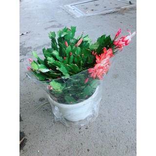 Hoa Tiểu Quỳnh