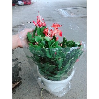 Hoa Tiểu Quỳnh
