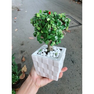 Chậu Cành Vàng Lá Ngọc