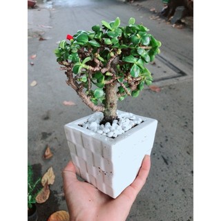 Chậu Cành Vàng Lá Ngọc