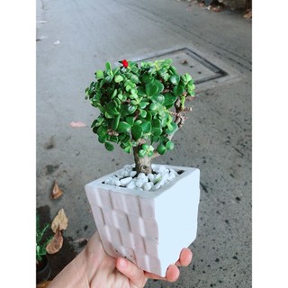 Chậu Cành Vàng Lá Ngọc