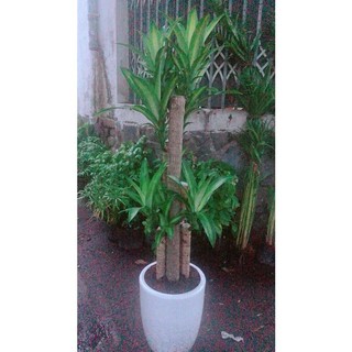 Chậu Cây Phát Tài (Thiết Mộc Lan)