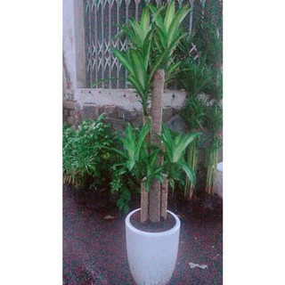 Chậu Cây Phát Tài (Thiết Mộc Lan)