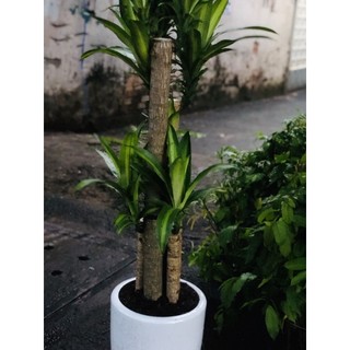 Chậu Cây Phát Tài (Thiết Mộc Lan)