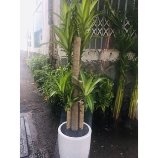 Chậu Cây Phát Tài (Thiết Mộc Lan)