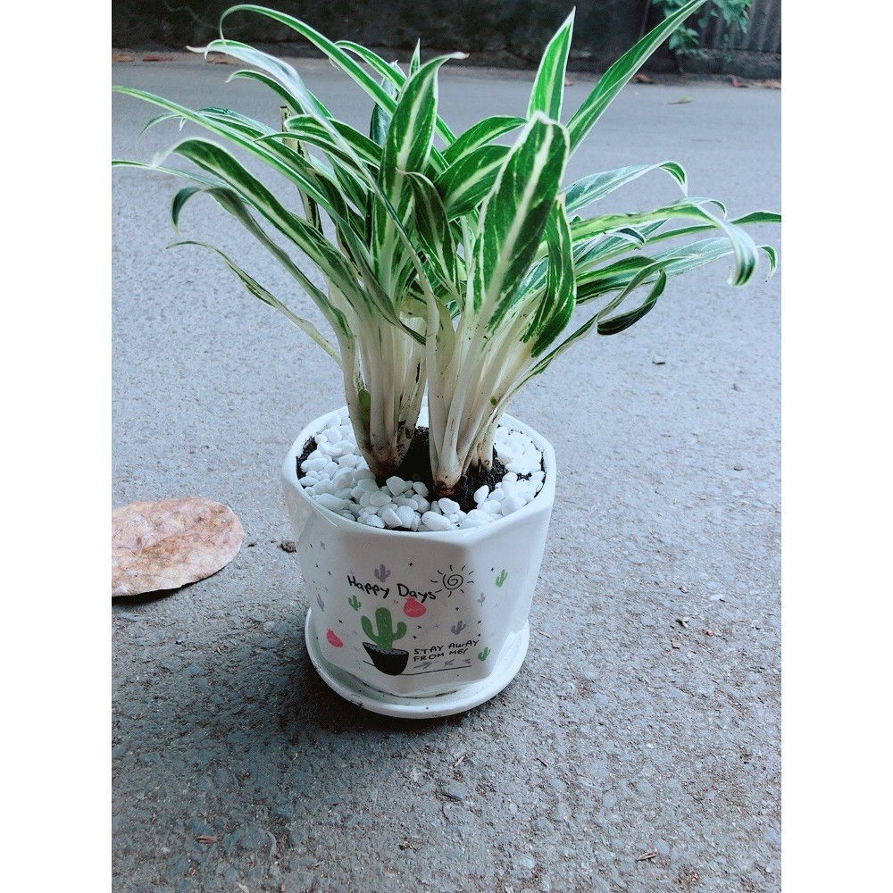 Chậu Cây Giữ Tiền