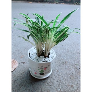 Chậu Cây Giữ Tiền