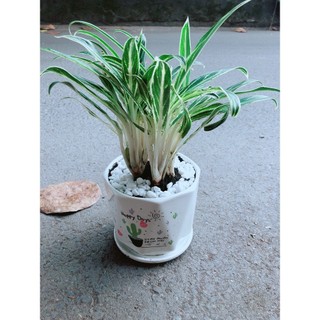 Chậu Cây Giữ Tiền