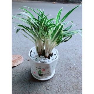 Chậu Cây Giữ Tiền