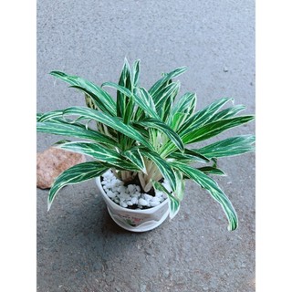 Chậu Cây Giữ Tiền