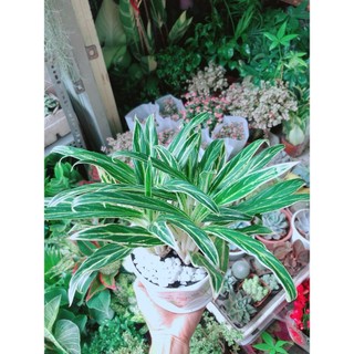 Chậu Cây Giữ Tiền