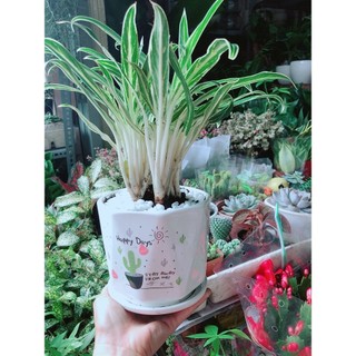 Chậu Cây Giữ Tiền