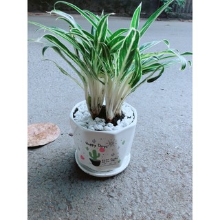 Chậu Cây Giữ Tiền