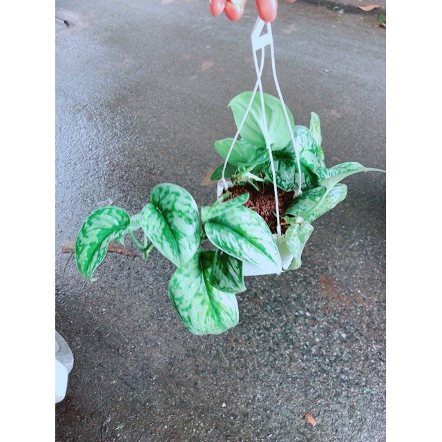 Chậu Trầu Bà Lụa