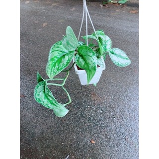 Chậu Trầu Bà Lụa