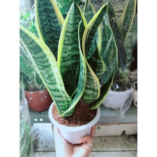 Chậu Lưỡi Hổ