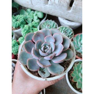 Sen Đá Tím Cánh Cứng