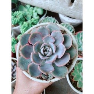 Sen Đá Tím Cánh Cứng