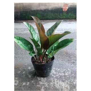 Trầu Bà Đế Vương Đỏ