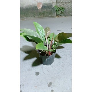 Trầu Bà Đế Vương Đỏ