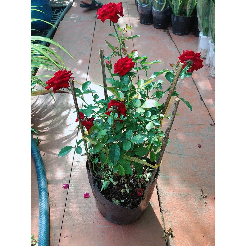 Bụi Hoa Hồng Siêu Nụ