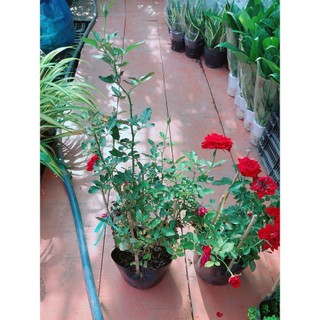 Bụi Hoa Hồng Siêu Nụ