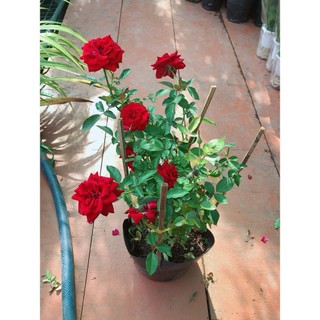 Bụi Hoa Hồng Siêu Nụ