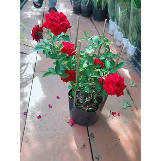 Bụi Hoa Hồng Siêu Nụ
