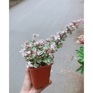 Cây Cành Vàng Lá Ngọc