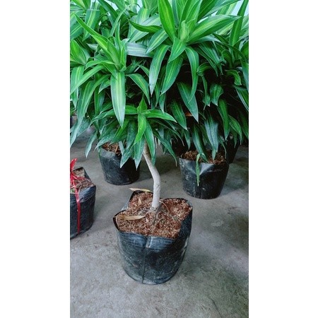 Cây Trúc Bách Hợp Lớn