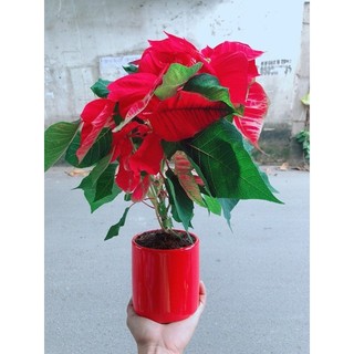 Chậu Cây Trạng Nguyên