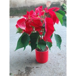 Chậu Cây Trạng Nguyên
