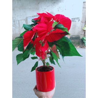 Chậu Cây Trạng Nguyên