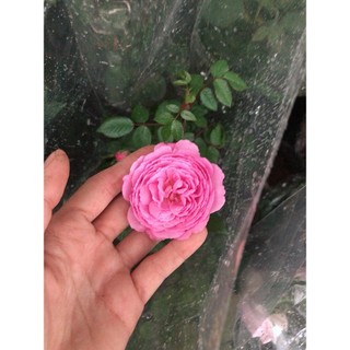 Chậu Hoa Hồng (được chọn màu)