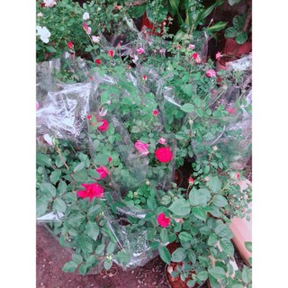 Chậu Hoa Hồng (được chọn màu)