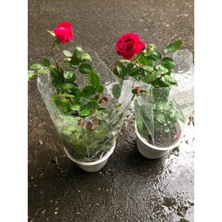 Chậu Hoa Hồng (được chọn màu)